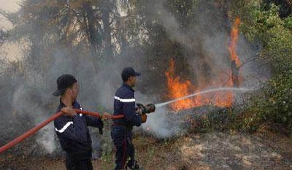 Tipasa: 100 hectares de pins d'Alep partis en fumée