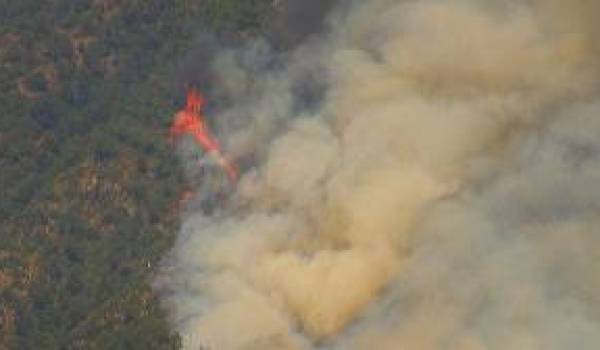 Plusieurs dizaines d'hectares de forêts et d'oliviers sont partis en fumée.