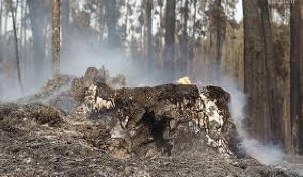 Les flammes ravagent les massifs forestiers chaque été.