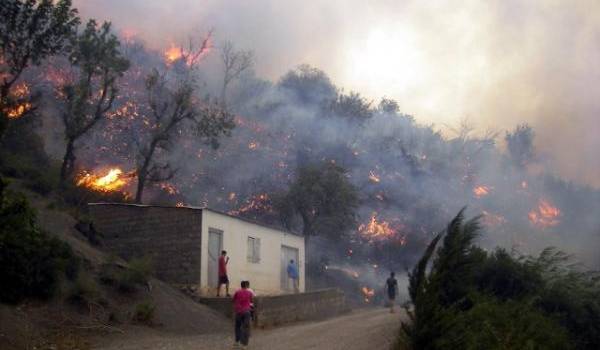 Plus de 60 000 oliviers dévorés par les incendies.