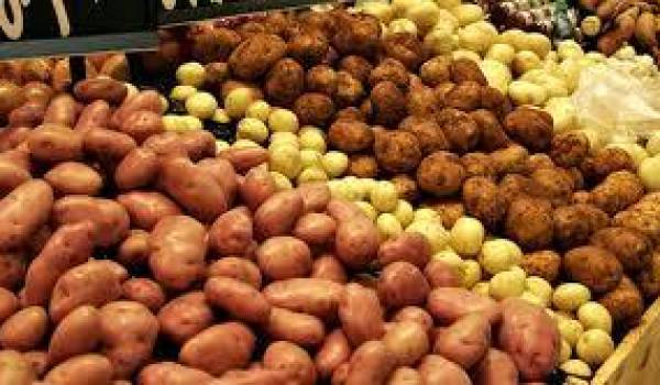 L’Algérie importe toujours 70% de ses besoins en semence de pomme de terre destinée à la production de saison