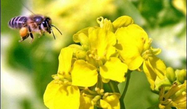Les abeilles victimes des insecticides