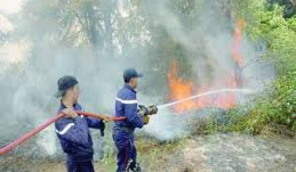 Feux de forêts : 544 hectares ravagés du 1er juin au 30 juillet