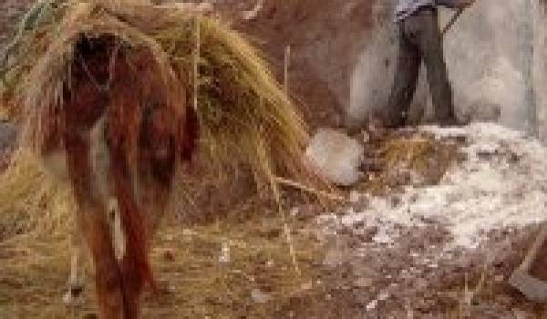 Les chercheurs de l'or blanc ne sont plus d'époque en Kabylie.