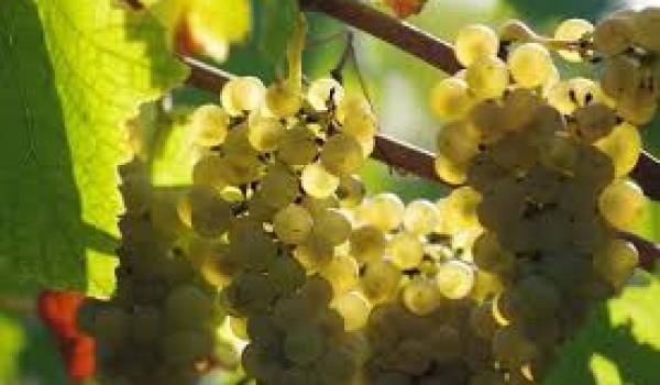 Ces vignobles dédiés à la production de raisin de table précoce "bio"