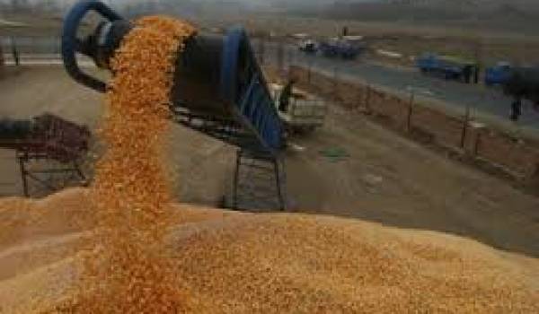 Les importations de blé dur ont atteint 278,85 millions usd 