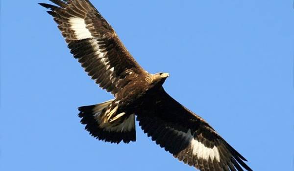 L'aigle royal, l'un des plus grands rapaces du monde, menacé d'extinction.