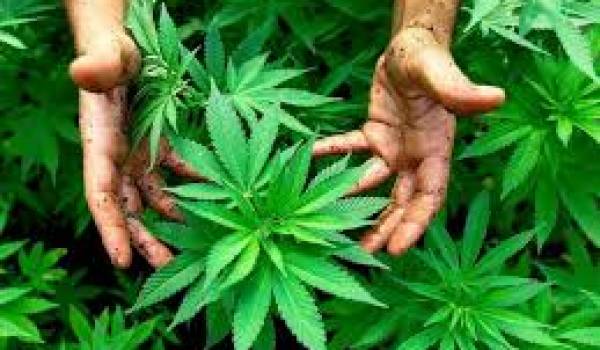 La surface consacrée à la culture du cannabis au Maroc est estimée à 57.000 hectares 