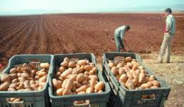L'Algérie n'arrive toujours pas à réaliser de bonnes performances dans la production de la pomme de terre 