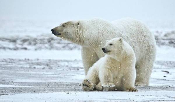 la planète perd ses espèces animales à un rythme effréné.