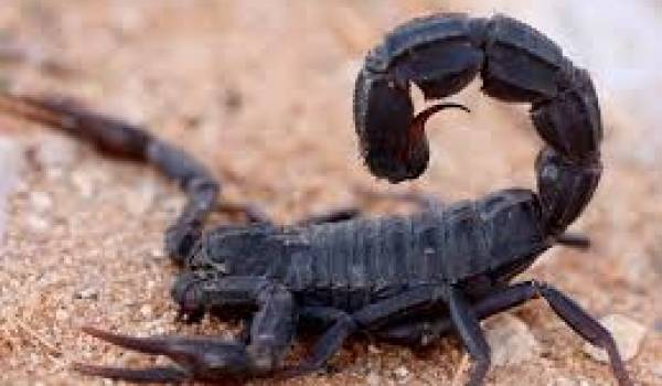 Les piqûres de scorpions sont mortelles quand elles ne sont pas soignées rapidement.