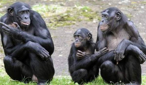 Les bonobos ont la mémoire cinématographique