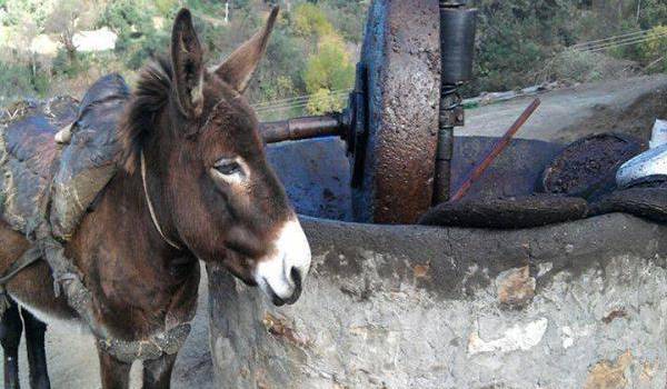 Une huilerie traditionnelle en Kabylie