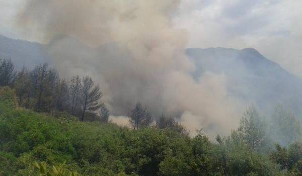 Bejaia embrasée : plus de 13 incendies ont ravagé près de 900 hectares