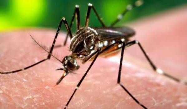  Maladie virale transmise par les moustiques, la dengue a fait 863 morts en 2015 au Brésil