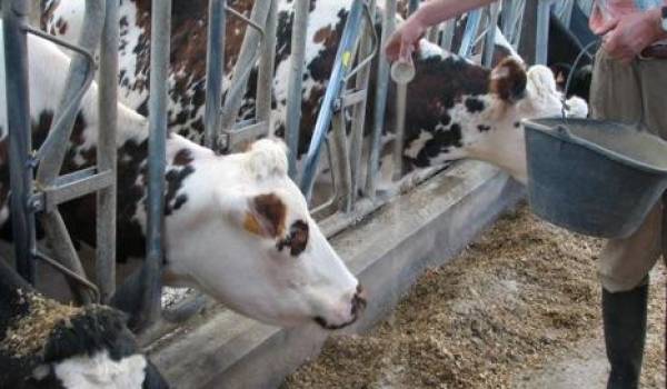 Malgré ses avancées, la filière de production de lait s'organise avec retard.