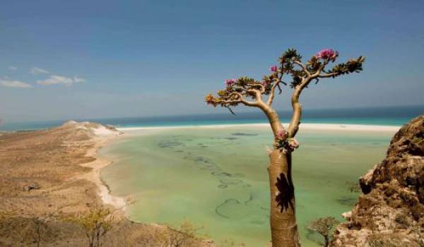 L'île de Socotra au Yémen, un patrimoine mondial en danger.