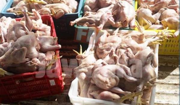 Plus de 200 t de viande découvertes dans un abattoir clandestin à Tiaret