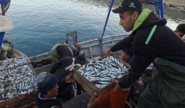 Le prix de la sardine touche les sommets.