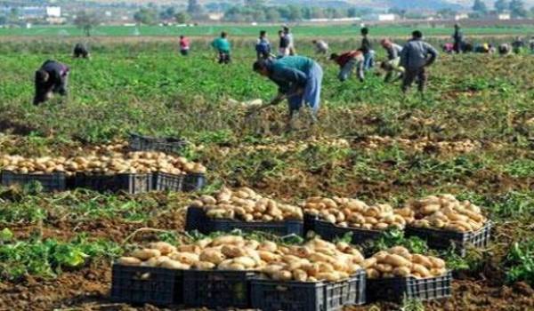 A la veille des élections, le gouvernement déstocke la pomme de terre pour faire baisser les prix