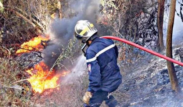 Plus de 50 hectares d’arbres forestiers ravagés par le feu à Jijel