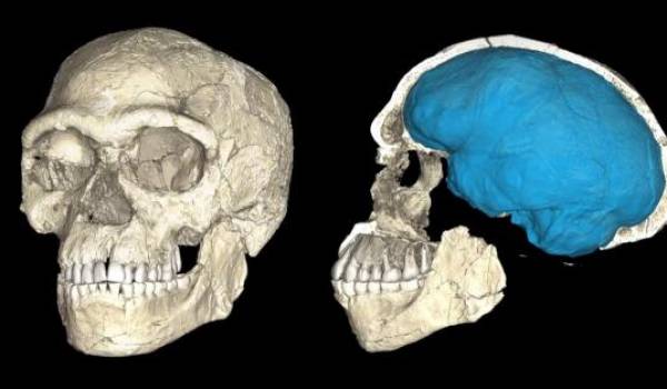  La découverte de fossiles Homo sapiens au Jebel Irhoud change la donne.