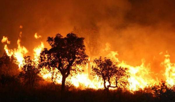 Incendies de forêts dans plusieurs wilayas: l'Armée intervient