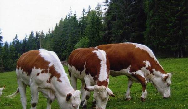 L'Algérie relancera l'importation de bovins