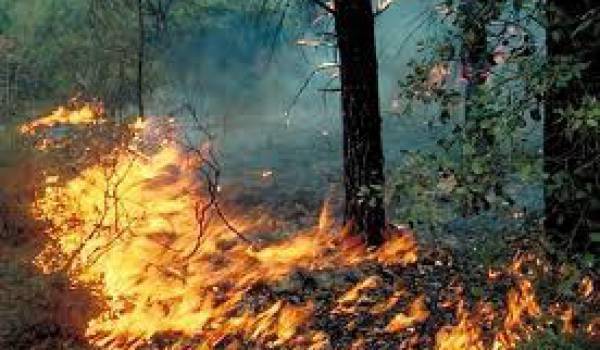 Incendies de forêts : 9 morts et 26 individus arrêtés par la gendarmerie