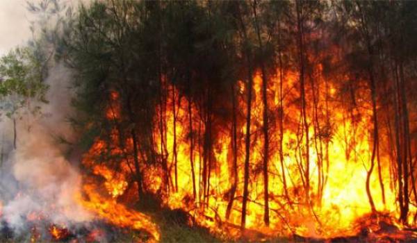 14 310 hectares ravagés par le feu depuis le 1er juin