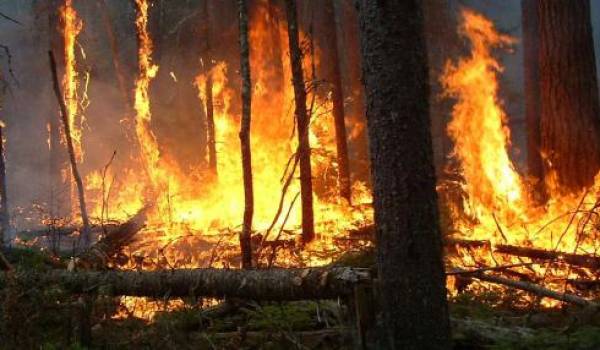 Des lignes de haute tension endommagées par les incendies