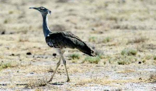 Les braconniers moyens-orientaux apprécient la chasse à l'outarde