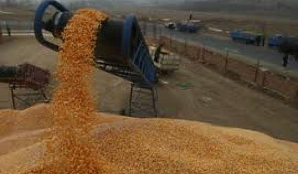 Les importations de blé (dur et tendre) ont totalisé près de 2,2 mds de dollars.