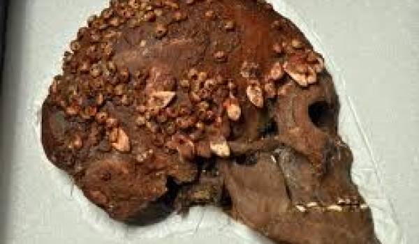 crâne de Cro Magnon