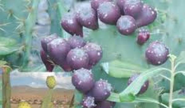 Dattes, olives et figues font partie du terroir agricole qui gagneraient à être valorisés.