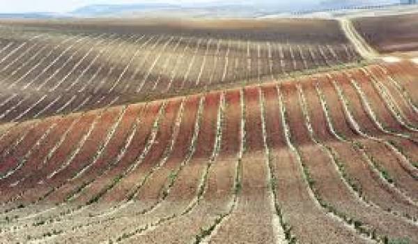 Les terres agricoles sont détournées de leur vocation pour une mafia.