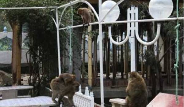 Bejaia : Le singe magot fait des ravages dans les vergers