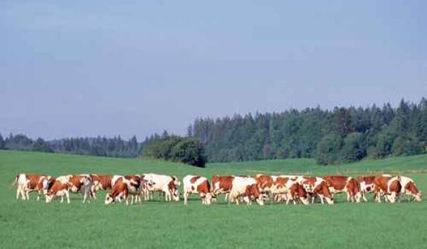 300 000 vaches ont été importées pour pallier le manque de lait et lancer la filière.